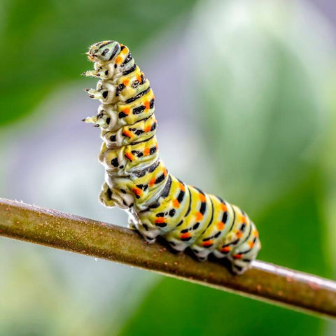 Transformation And Perseverance In The Spirit Animal: The Caterpillar