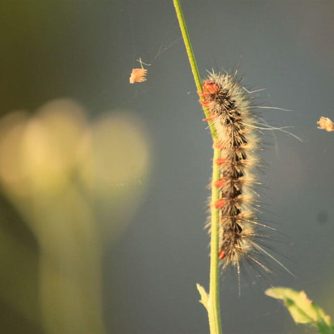 Insights Into The Caterpillar's Symbolic Meanings From Hawaiian, African, And Greek Mythology