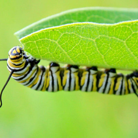 The Caterpillar As A Totem Animal: Personal Transformation