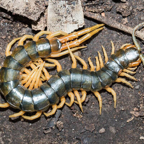 Centipede Dream Interpretation: Deciphering Symbolic Meanings
