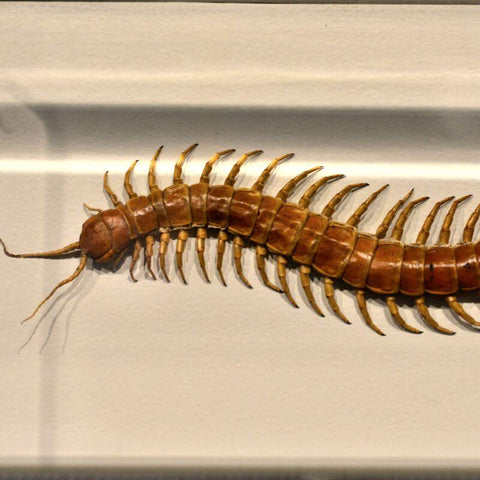 Understanding And Embracing The Wisdom Of The Centipede Totem Animal