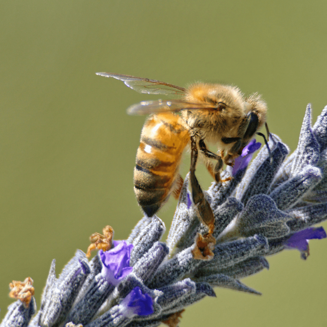 Dreams Of Bees