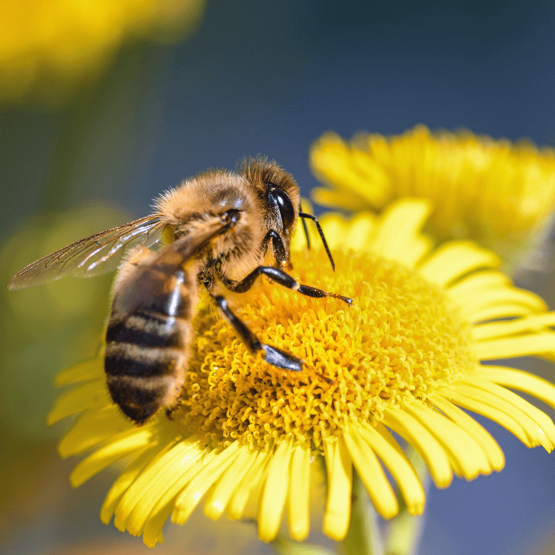 Bee Symbolism