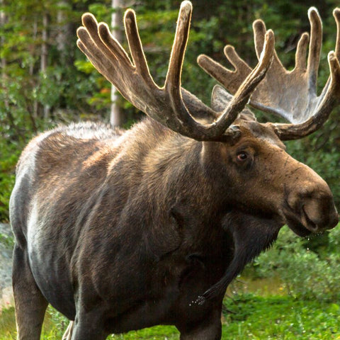 he Moose's Symbolism And Meaning As A Spirit And Totem Animal