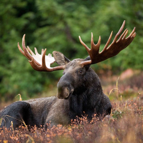 Interpreting The Sight Of A Moose: Unveiling The Symbolic Meaning