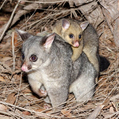 The Possum As A Totem Animal: Its Symbolic Significance