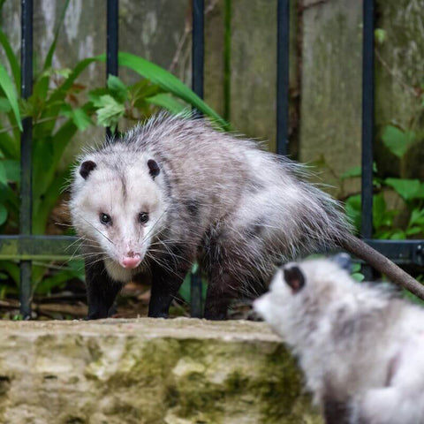 The Symbolic Significance Of Possums