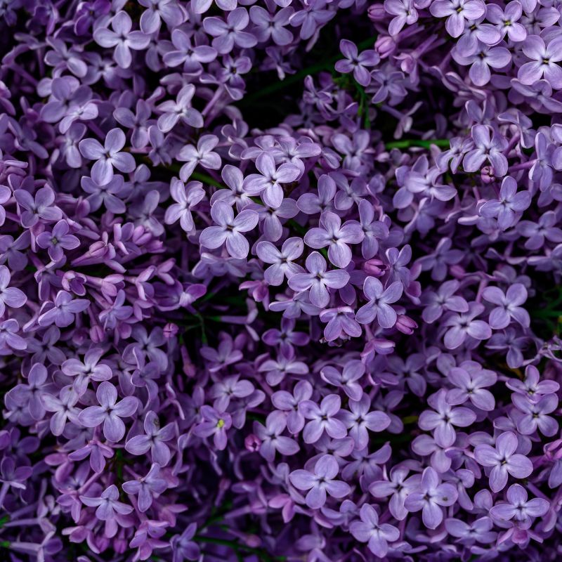 Symbolism Of The Lilac Flower