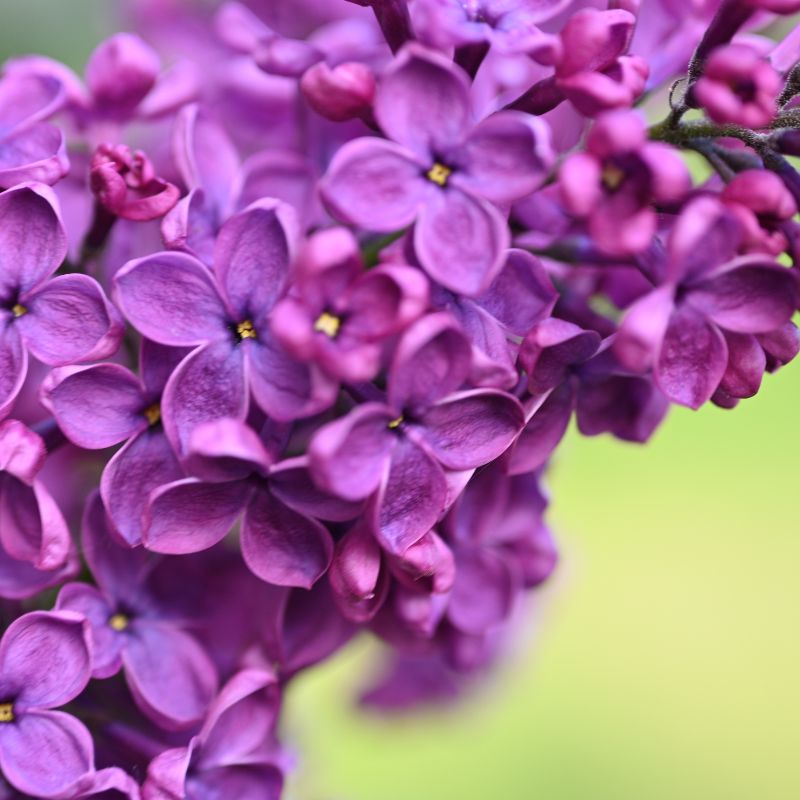 Lilac Flower Color Meaning