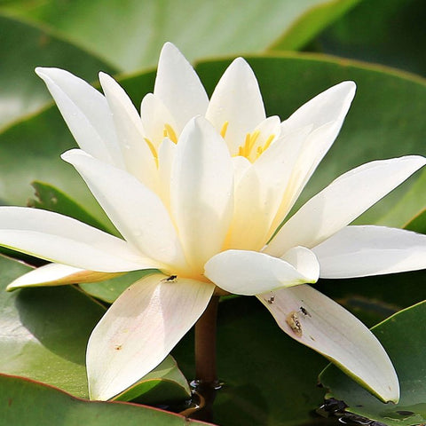 Lily Flowers