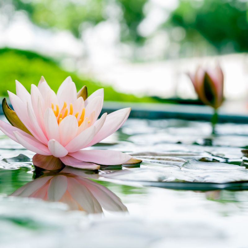 Lotus Blossoms For Special Moments