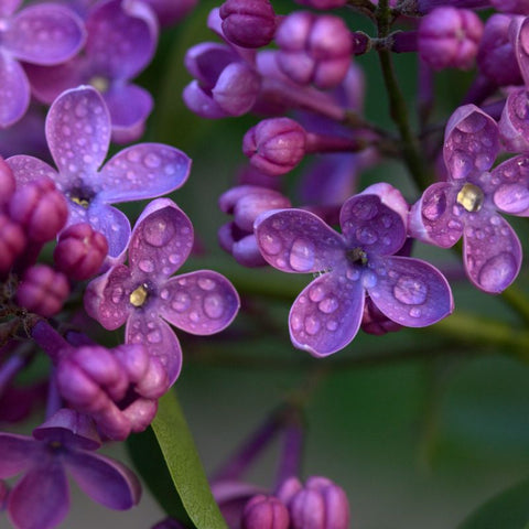 Are Lilac And Lavender The Same Color?