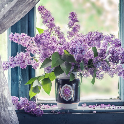 What Is The Cultural Significance Of The Color Lilac?