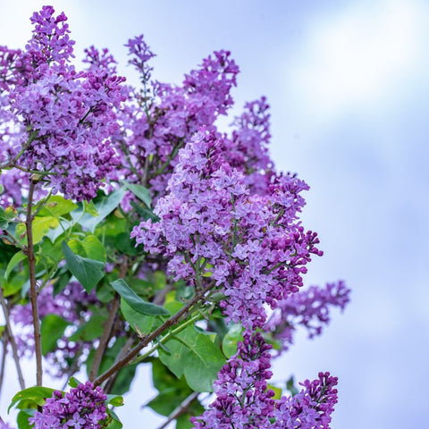 Lilac Meaning