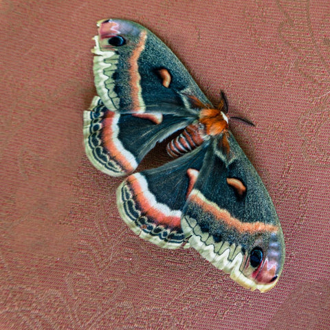 moth's metamorphosis