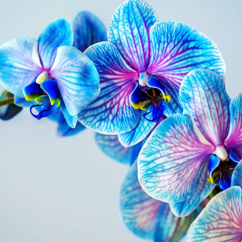 Orchid's Physical Meanings