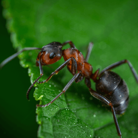 The Symbolism Of Ants