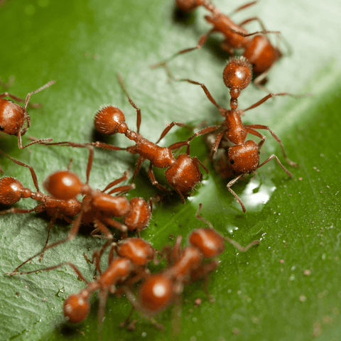 Symbolism Of Ants