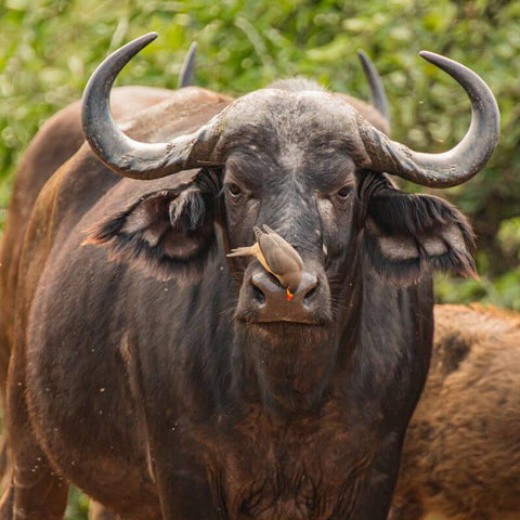 The Magnificent Buffalo Spirit Animal: Accepting Power And Plenty