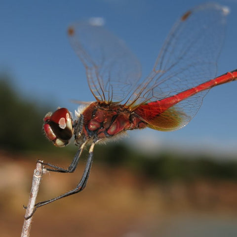 dragonfly insect