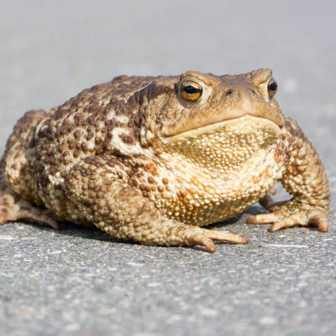 Frog, Toad, Nature image.