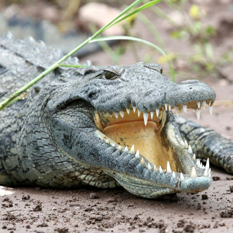 Crocodile Symbolism And Its Deep Meaning