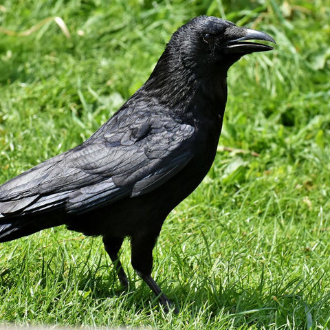 crow