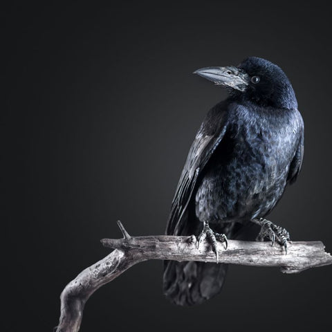 Exploring The Crow's Deep Symbolic Meaning