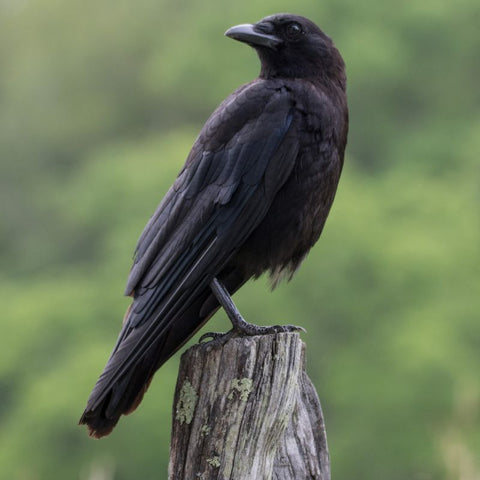 The Meaning of a Crow Crossing Your Path: Interpretations
