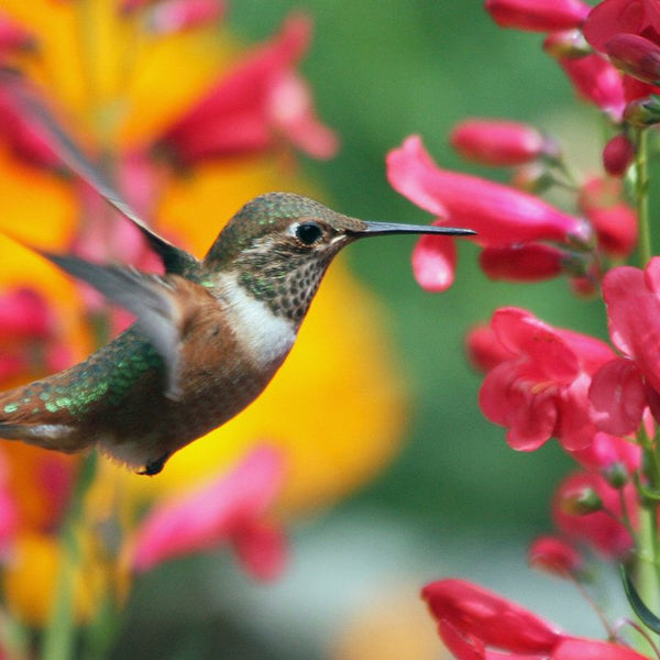 Using The Hummingbird As Your Personal Animal Guide