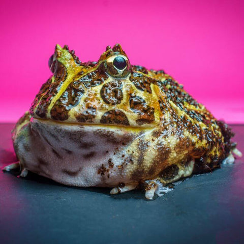 Embracing The Symbolic Wisdom Of The Toad As A Spirit Animal