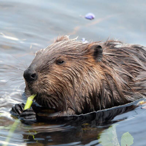 The Beaver As Symbolic Wisdom And Ingenuity In Native American Tradition