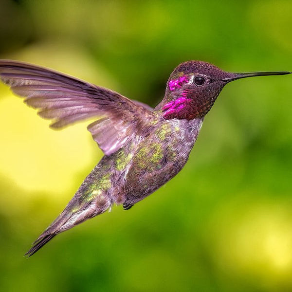 hummingbird