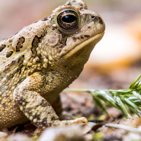 Far Eastern Cultures' Symbolic Meanings Of Toads: Insights And Interpretations