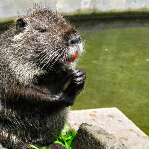 The Symbolism And Insight Of The Beaver's Spiritual Meaning