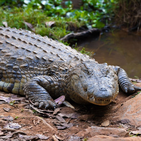 The Crocodile As A Totem Animal: Exploring Its Symbolic Meaning