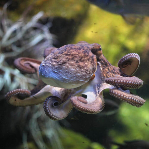 Octopus