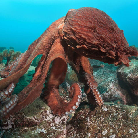 octopus