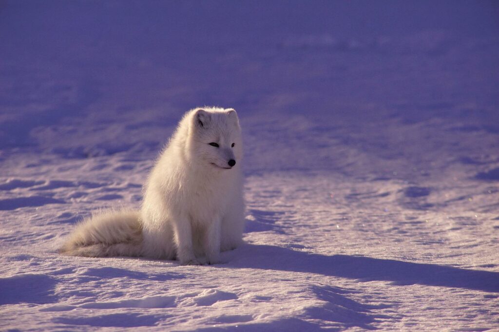 Understanding The Purpose And Function Of The Wolf Power Animal