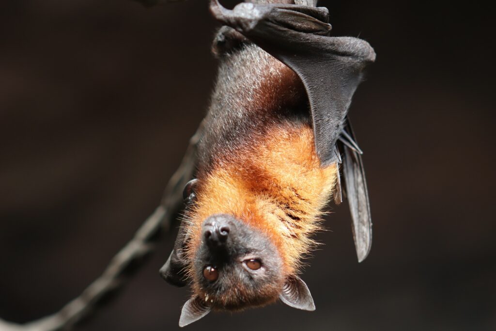 The Meaning of the Bat as a Spirit Animal in Spirituality