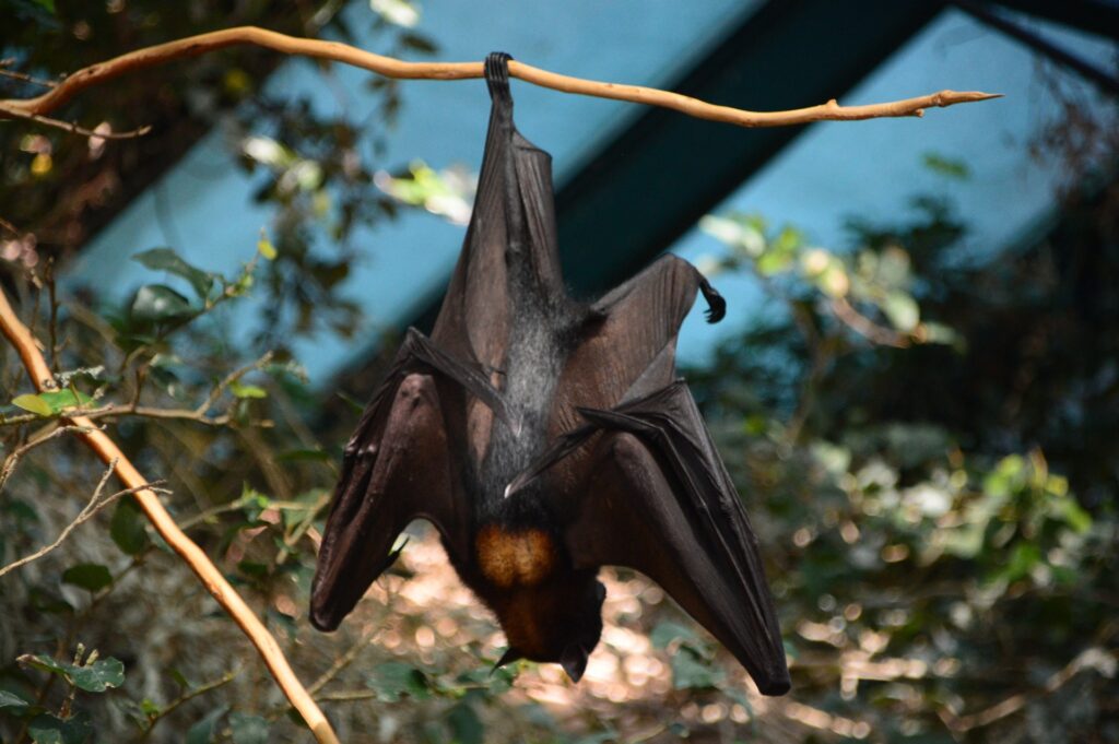 Exploring the Deep Spiritual Meaning of Bats