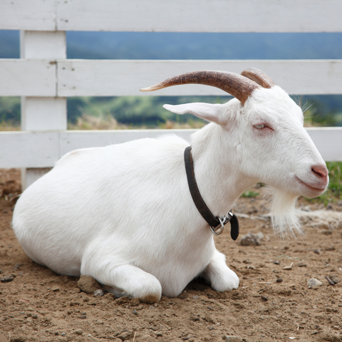 Single White Goat