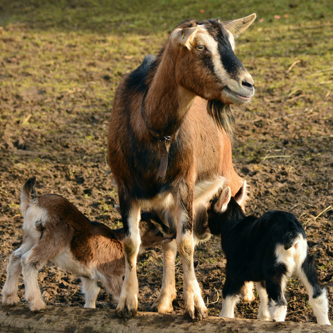 Goat With Cubs