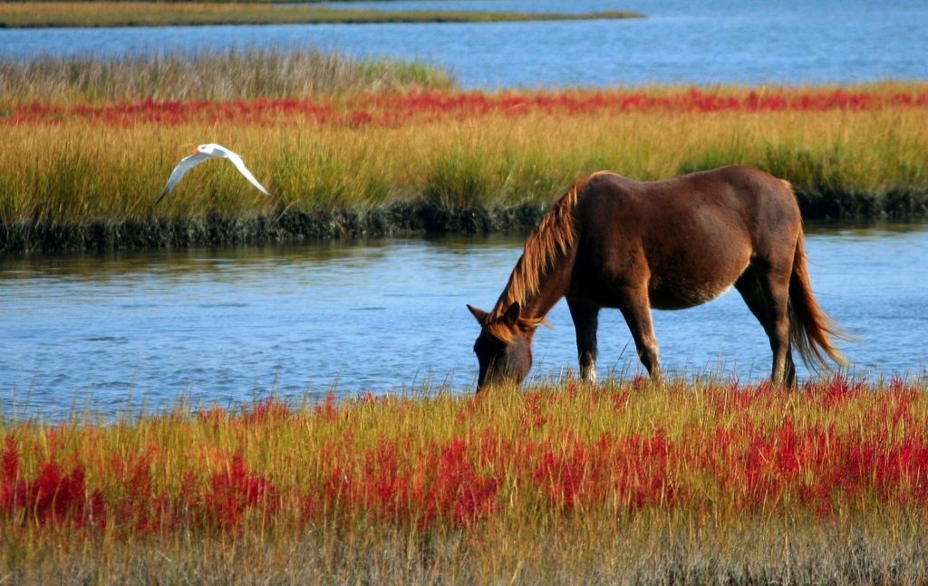 Deciphering The Mysterious Significance Of Horses In Dreams