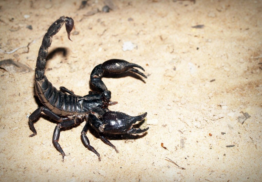 Scorpion Totem Animal's Deep Meaning