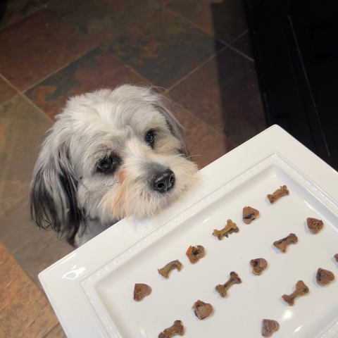 blueberry liver dog treat