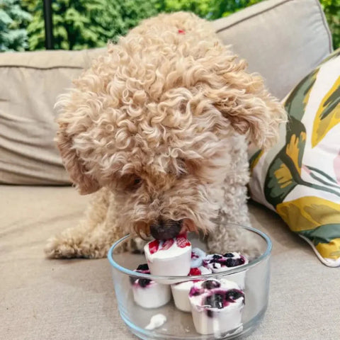 Doggy frozen yogurt bites