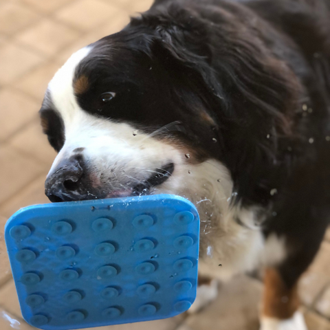 Licking Mat