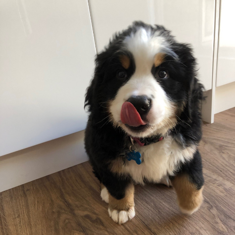 Bernese mountain dog