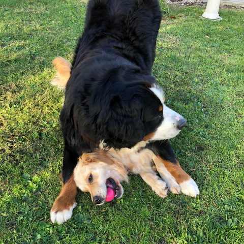 Bernese mountain dog